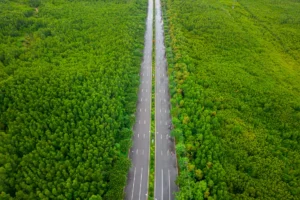 Các gia đình sẽ được khám phá cung đường xanh Rừng Sác nổi tiếng trên hành trình tới Cần Giờ.