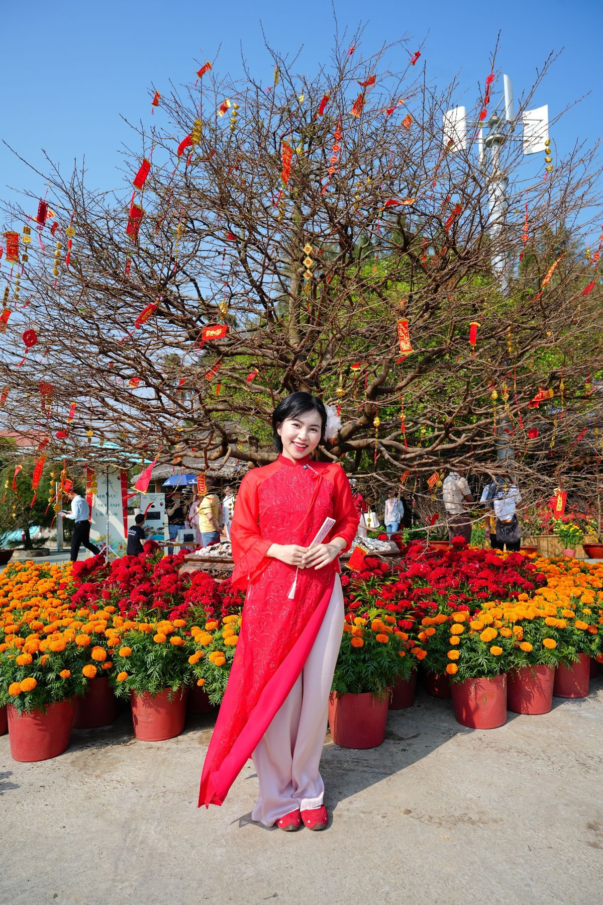 Du khách chụp hình bên gốc mai 150 tuổi 